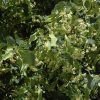 Greenspire Linden #15 - Image 2